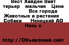 Вест Хайден Вайт терьер - мальчик › Цена ­ 35 000 - Все города Животные и растения » Собаки   . Ненецкий АО,Несь с.